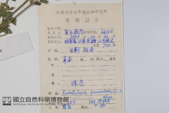 爵床、六角英藏品圖，第2張