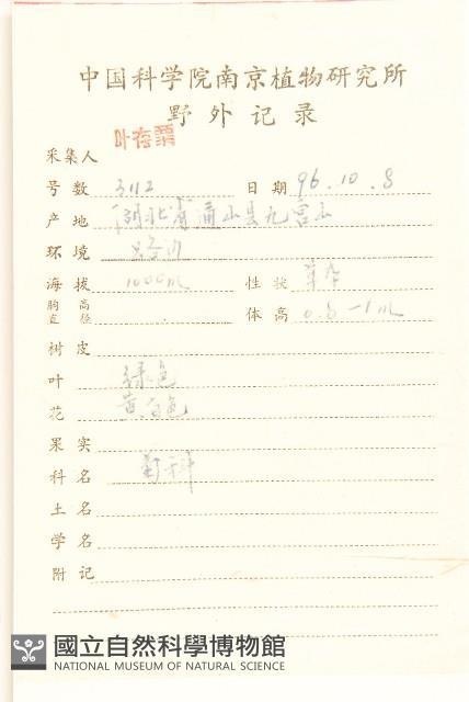 多裂翅果菊藏品圖，第2張