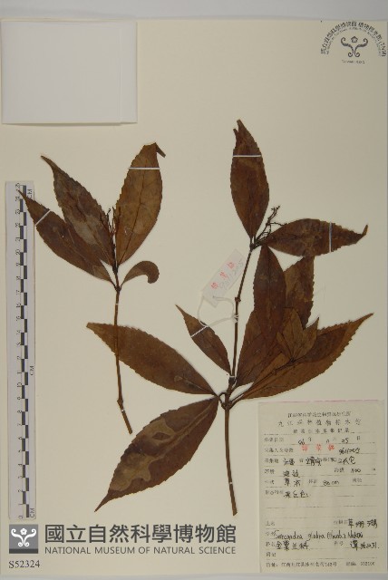 草珊瑚、紅果金粟蘭藏品圖，第1張