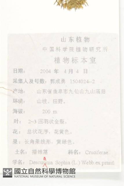 播娘蒿藏品圖，第2張