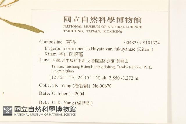 福山氏飛蓬藏品圖，第2張