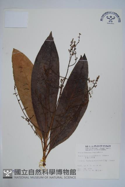 鈍葉大果漆, 小葉大果漆藏品圖，第1張