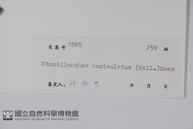 耳葉馬藍藏品圖，第2張