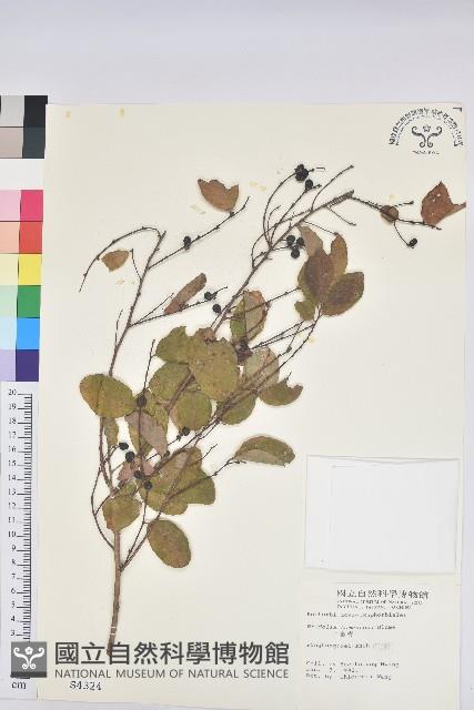 土密樹藏品圖，第1張