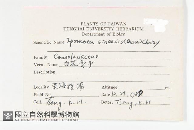 白花牽牛藏品圖，第2張
