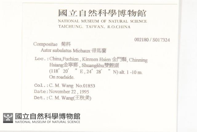 掃帚菊藏品圖，第2張