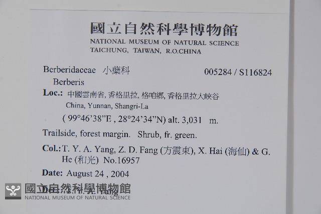 刺紅珠藏品圖，第2張