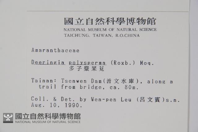 多子漿果莧藏品圖，第2張