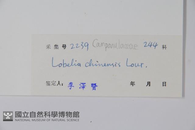 半邊蓮、鐮磨仔草藏品圖，第2張