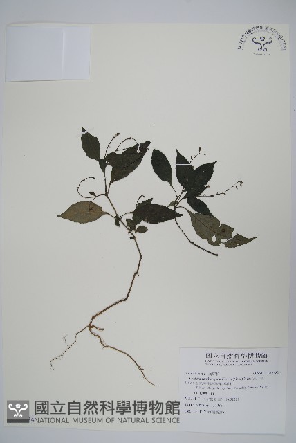 針刺草藏品圖，第1張