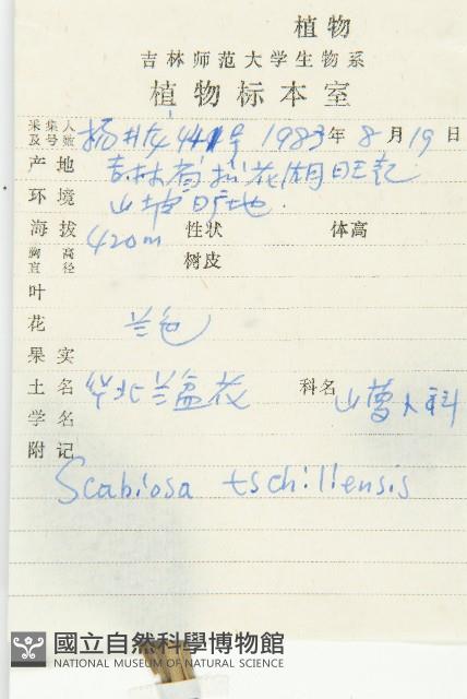 華北藍盆花藏品圖，第2張