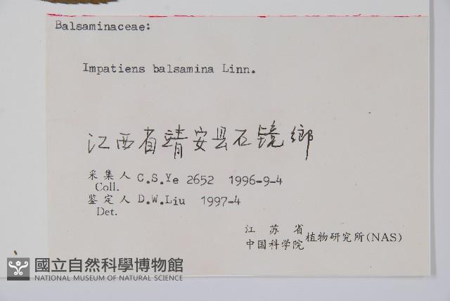 鳳仙花藏品圖，第2張