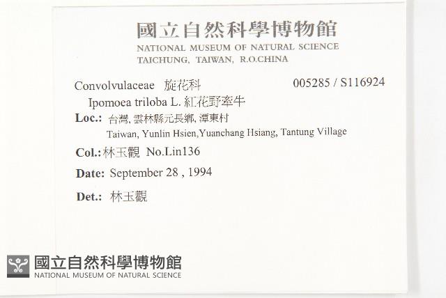 紅花野牽牛藏品圖，第2張