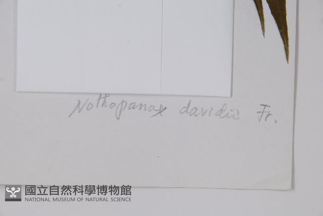 異葉梁王茶藏品圖，第2張