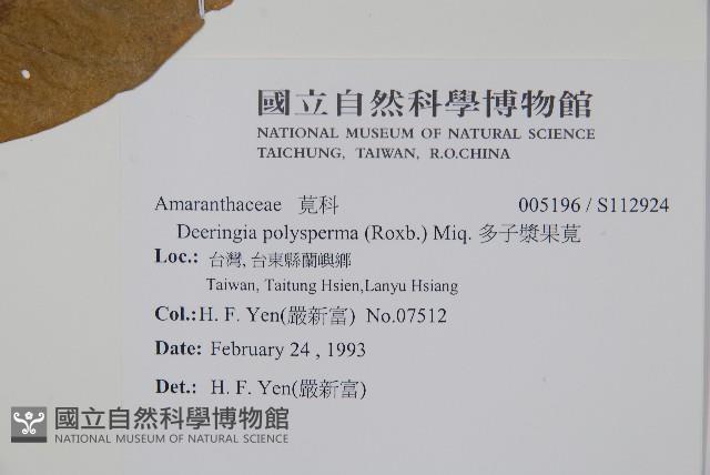 多子漿果莧藏品圖，第2張