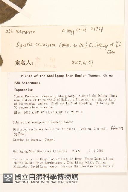 尾尖尾藥菊藏品圖，第2張