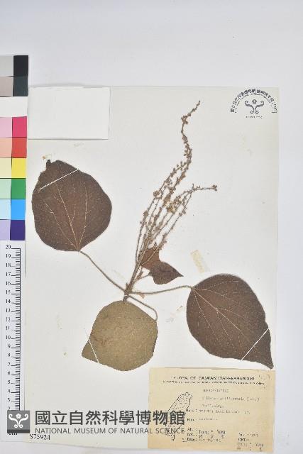 粗糠柴藏品圖，第1張