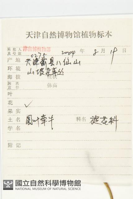 圓葉牽牛藏品圖，第2張