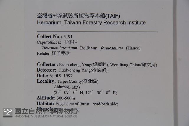 紅子莢迷藏品圖，第2張