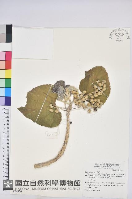 蟲屎藏品圖，第1張