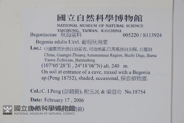 葡萄秋海棠藏品圖，第2張