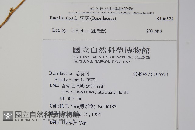 落葵藏品圖，第2張
