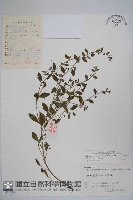 細纍子草藏品圖，第1張