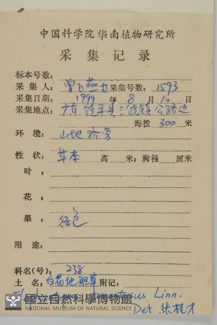 白花地膽草藏品圖，第2張