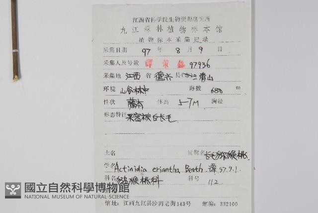 毛花楊桃藏品圖，第2張