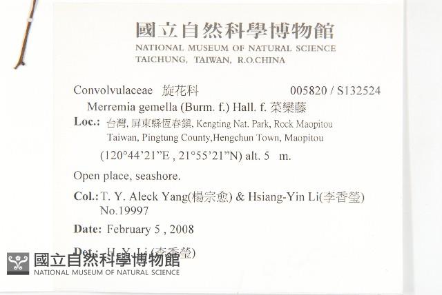 菜欒藤藏品圖，第2張