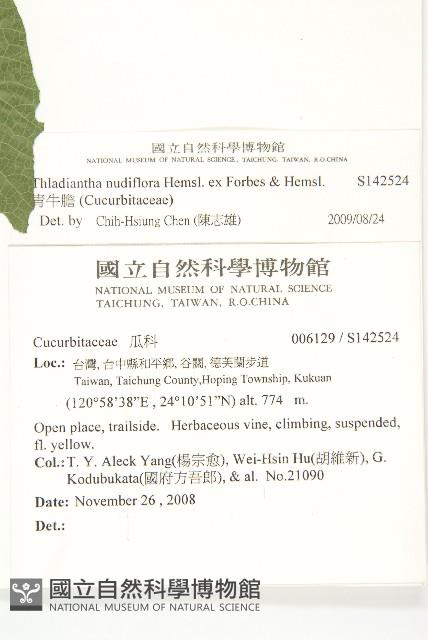 青牛膽藏品圖，第2張