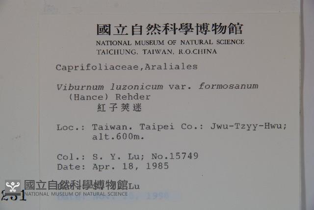 紅子莢迷藏品圖，第2張