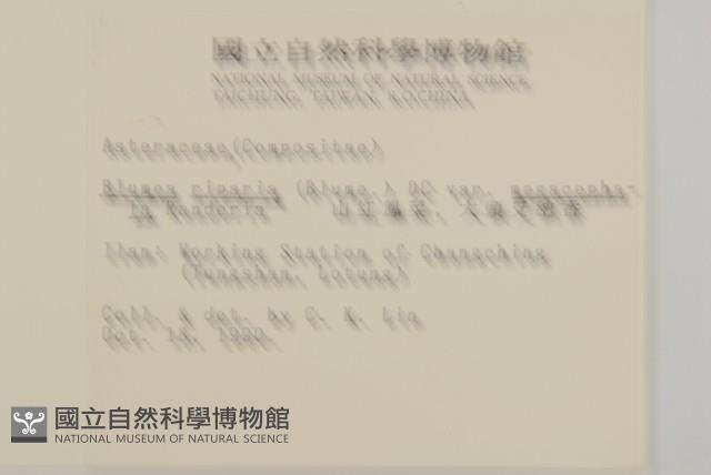 大頭艾納香藏品圖，第2張