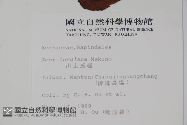 大屯尖葉槭, 川上氏槭藏品圖，第2張