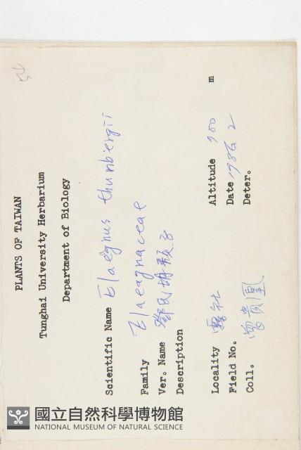 鄧氏胡頹子藏品圖，第2張