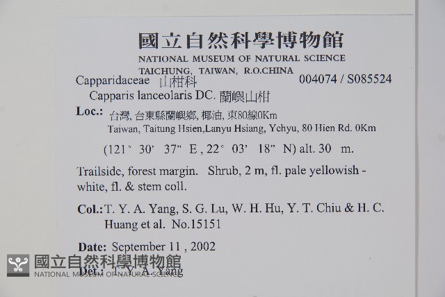 蘭嶼山柑藏品圖，第2張