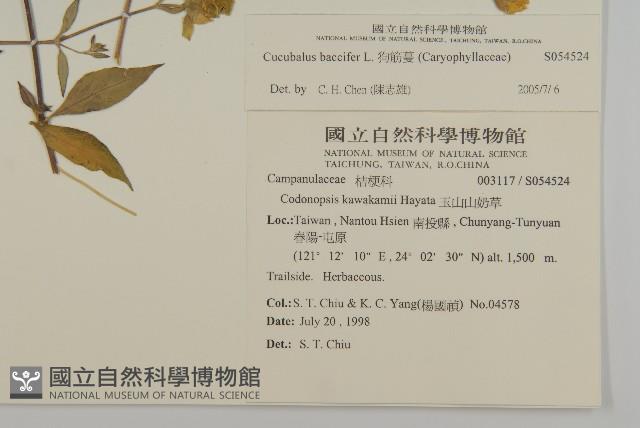 狗筋蔓藏品圖，第2張