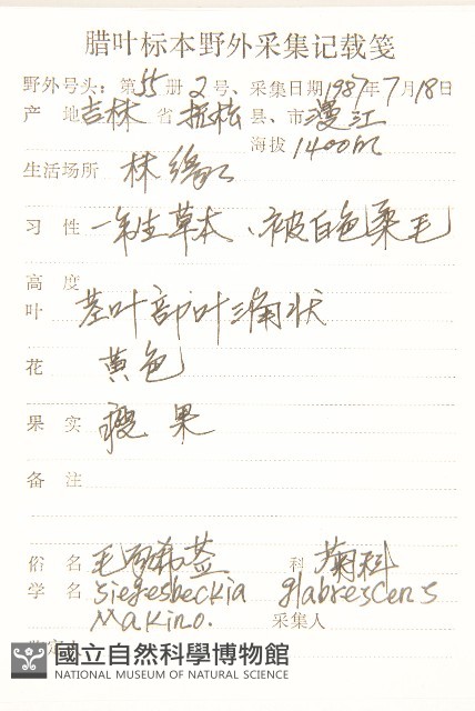 毛梗豨薟藏品圖，第2張
