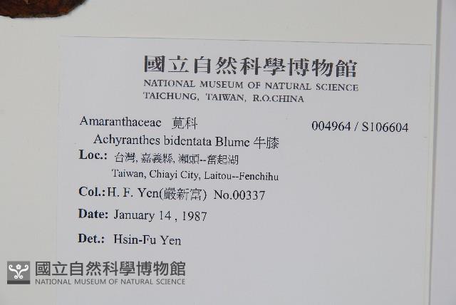 牛膝藏品圖，第2張