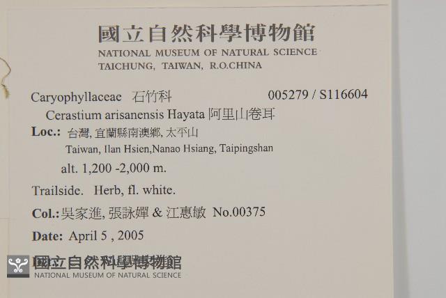 阿里山繁縷藏品圖，第2張