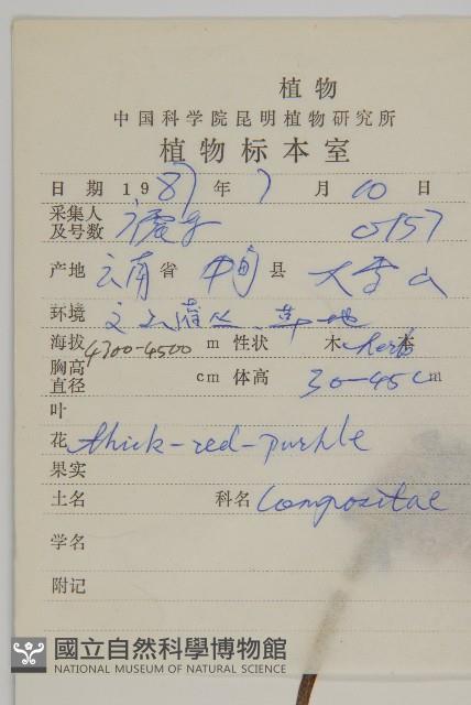 鐘花垂頭菊藏品圖，第2張