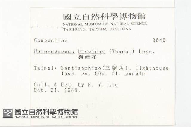 狗娃花藏品圖，第2張