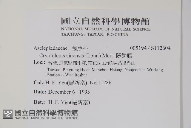 隱鱗藤藏品圖，第2張