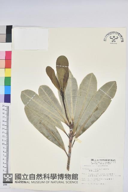 蘭嶼土沉香藏品圖，第1張