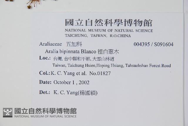 裡白蔥木藏品圖，第2張