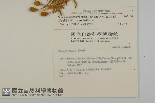 玉山蠅子草藏品圖，第2張