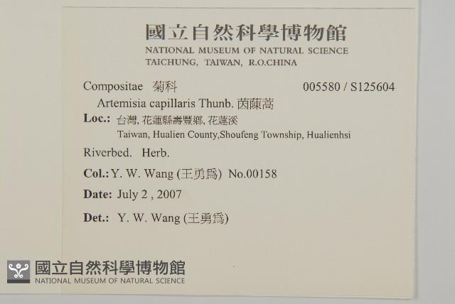 茵蔯蒿藏品圖，第2張