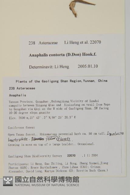 旋葉香青藏品圖，第2張