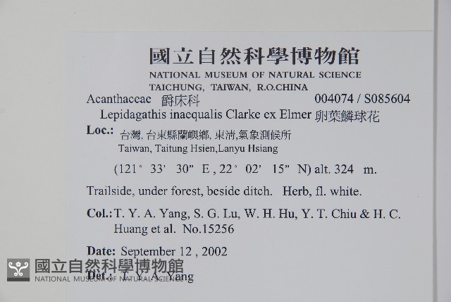 卵葉鱗球花藏品圖，第2張