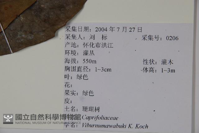 珊瑚樹藏品圖，第2張